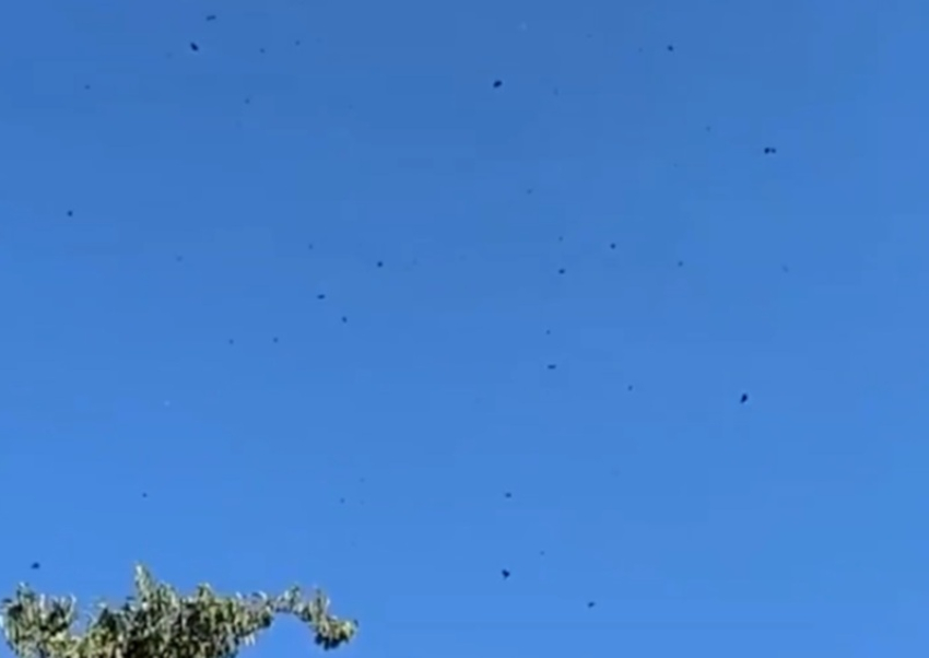 Появилось видео, как обломки украинских дронов посыпались с неба при защите Мелитополя