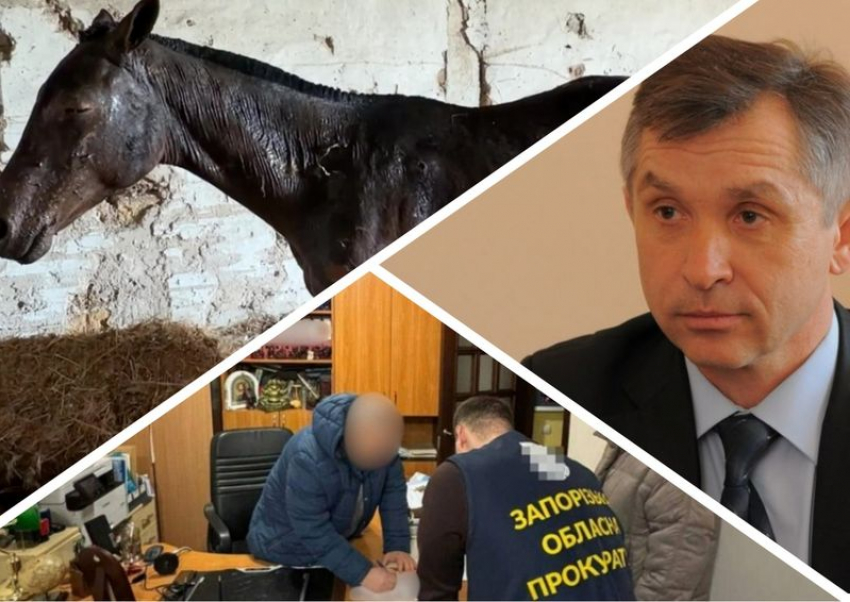 Новости Запорожья: адвокат помог уклонисту, пострадавший жеребенок и новый глава ТФОМС