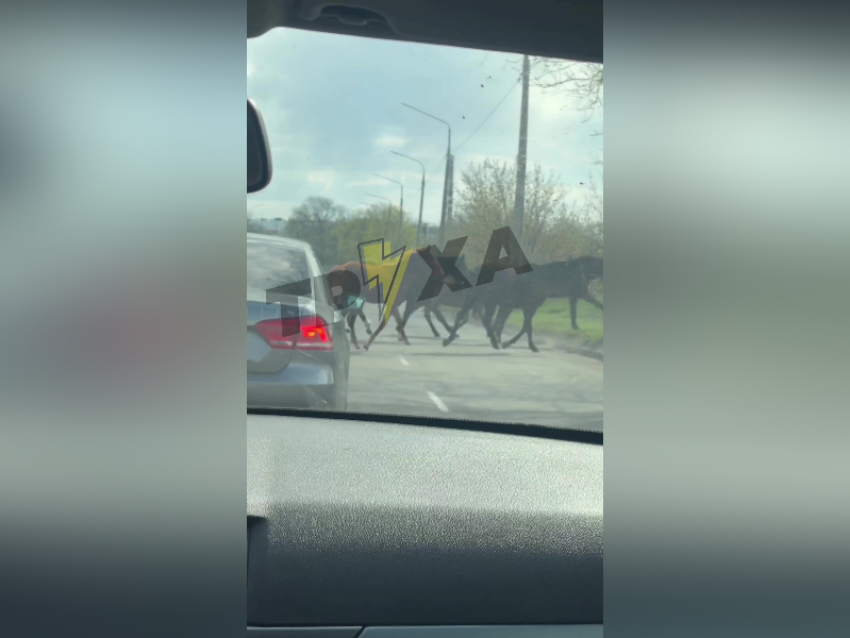 Появилось видео, как табун лошадей парализовал движение на дороге в Запорожье