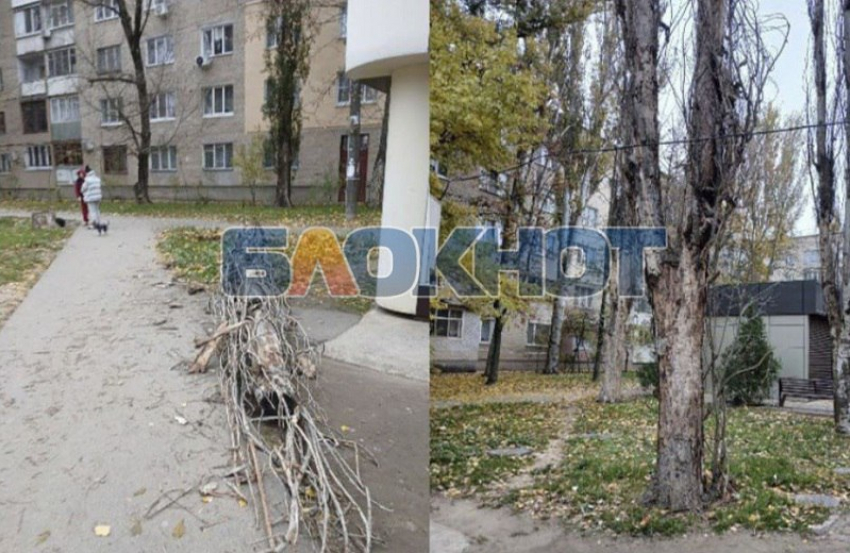 Власти Мелитополя рассказали, когда спилят опасные аварийные деревья на проспекте 50-летия Победы