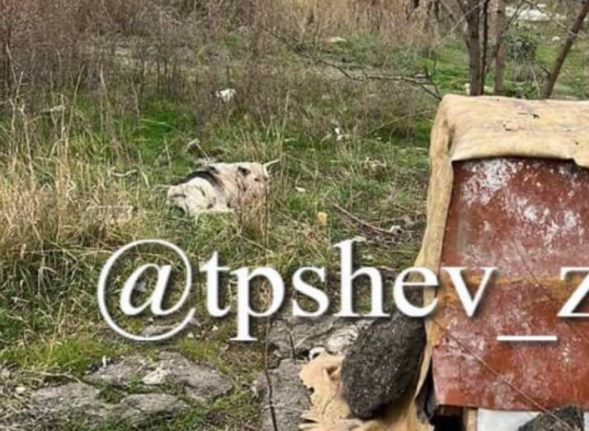 Неравнодушные запорожцы спасли умиравшую на трамвайных путях собаку