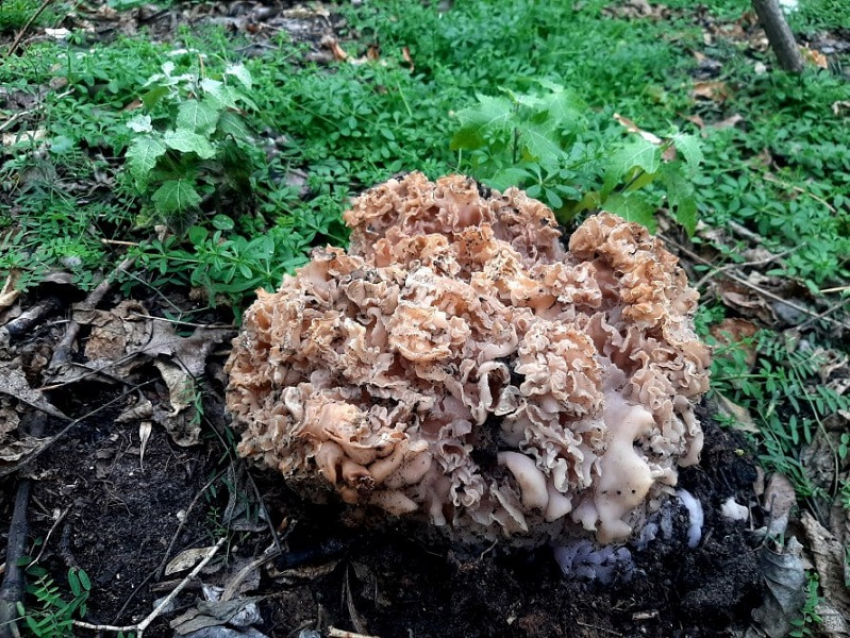 Крайне редкий гриб нашли под Запорожьем 