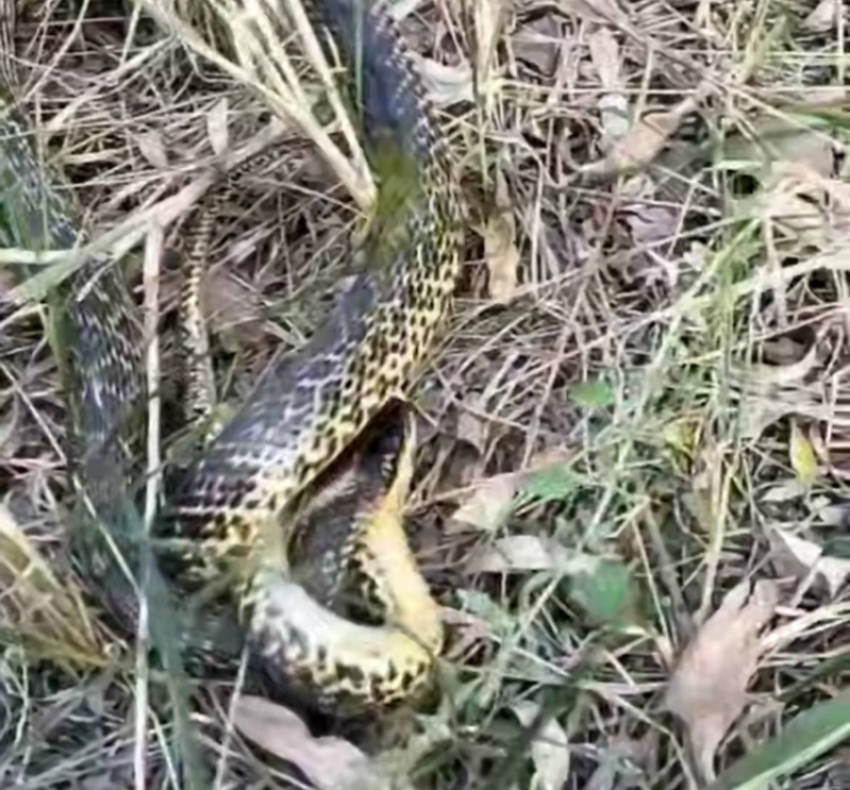 Запорожец спас от мучительной смерти редкую краснокнижную змею