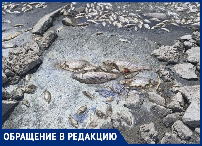 Массовый рыбный мор наглядно показал житель Качкаровки в Запорожской области