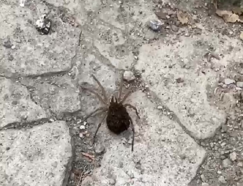 Огромного паука-волка с десятками детенышей на брюшке сняли на видео в Запорожье
