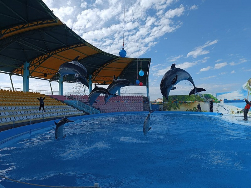 Дельфинарий в Кирилловке получит лицензию первым в новых регионах