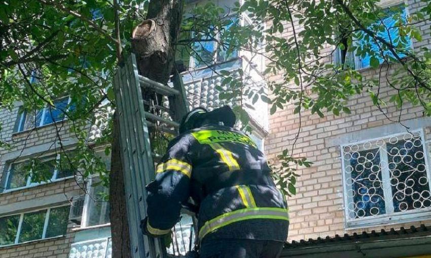 Спасатели помогли снять кота с дерева в Мелитополе