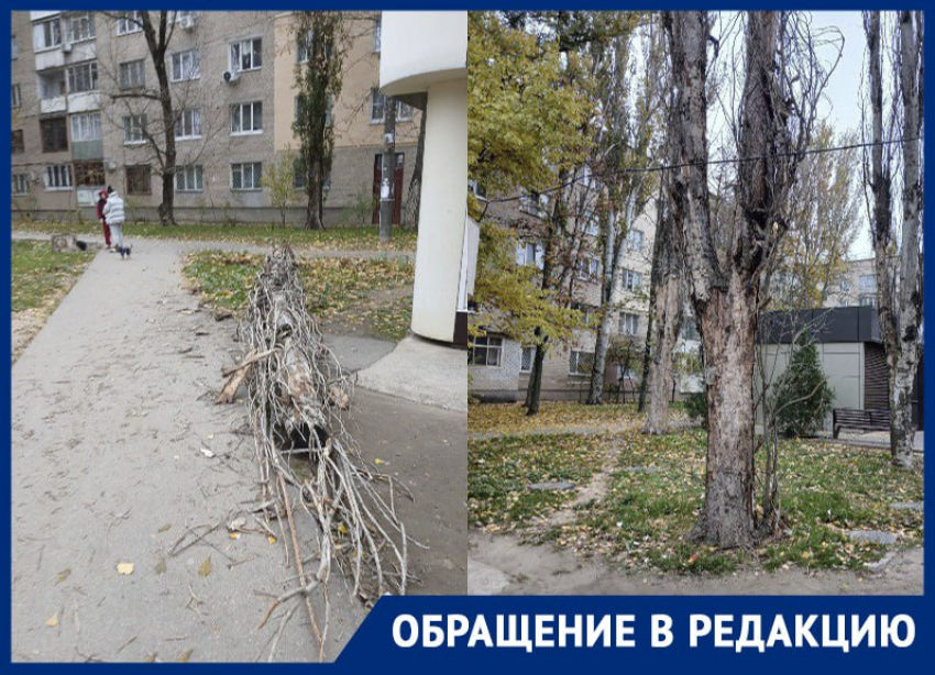 Читательница «Блокнота» показала аварийные деревья, угрожающие жителям Мелитополя