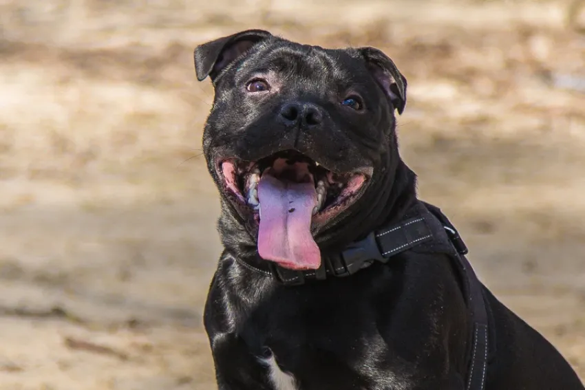 Забирать питомцев у жестоких владельцев будут в Запорожской области