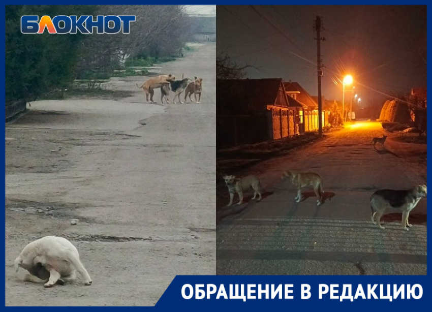 «Их тут штук 20-25»: бездомные собаки закошмарили жителей Мелитополя