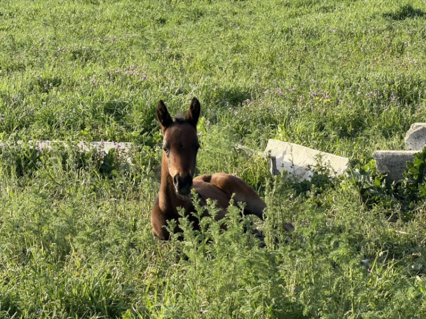 Жеребенок родился у лошади, выжившей после удара ВСУ по конной ферме в Акимовке